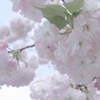 肃南福瑞交流群